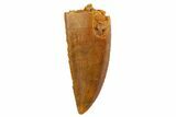 Serrated, Raptor Tooth - Real Dinosaur Tooth #135182-1